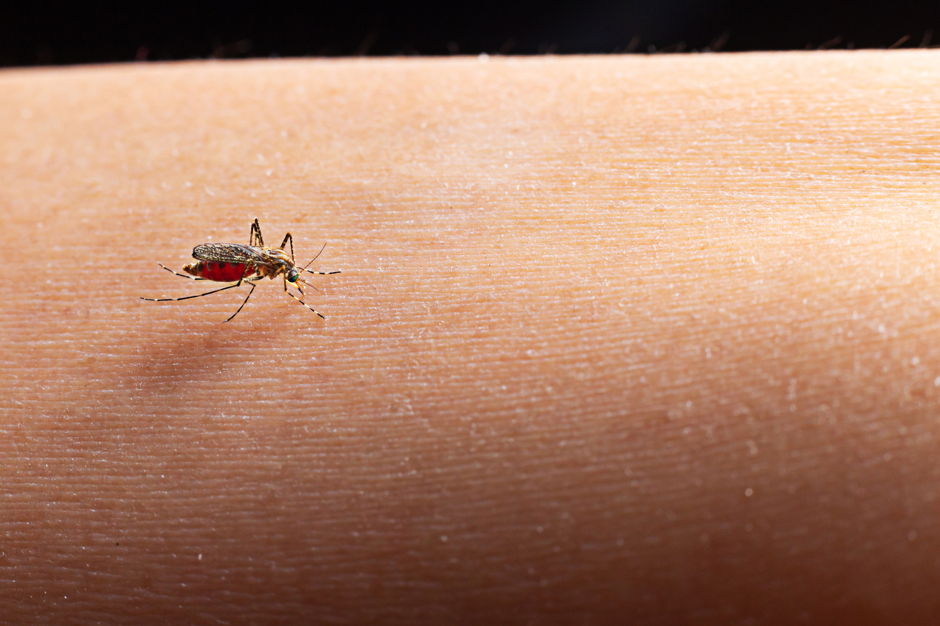 Sarandi mantém situação de estabilidade nos casos de dengue, aponta Boletim Epidemiológico